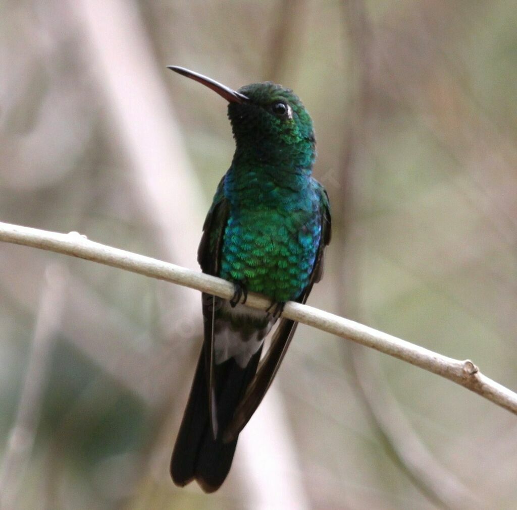 Cuban Emerald