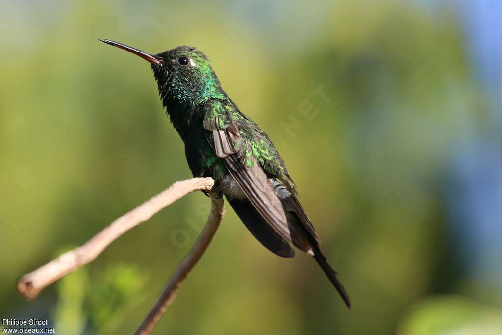 Cuban Emerald