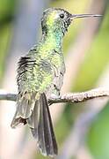 Cuban Emerald