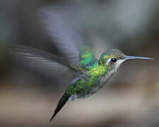 Cuban Emerald