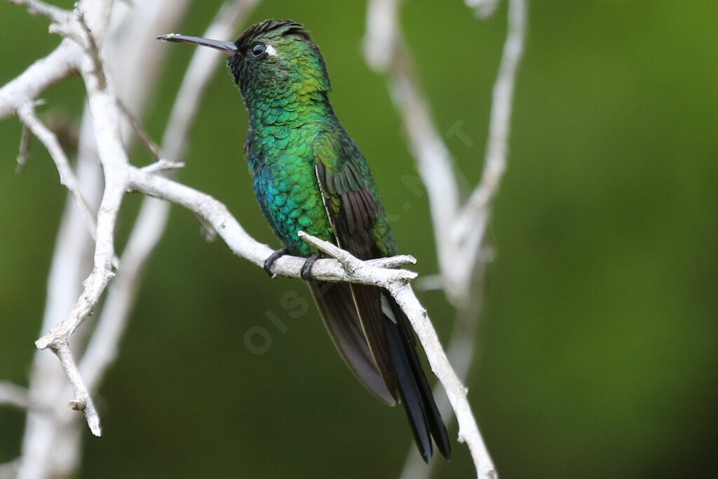 Cuban Emerald