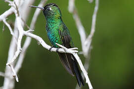 Cuban Emerald