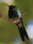 Cuban Emerald