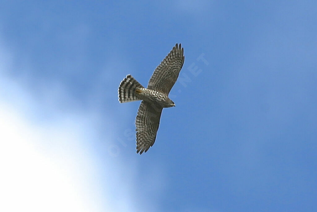 Levant Sparrowhawk