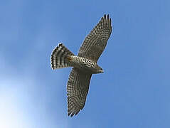 Levant Sparrowhawk