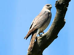 Levant Sparrowhawk