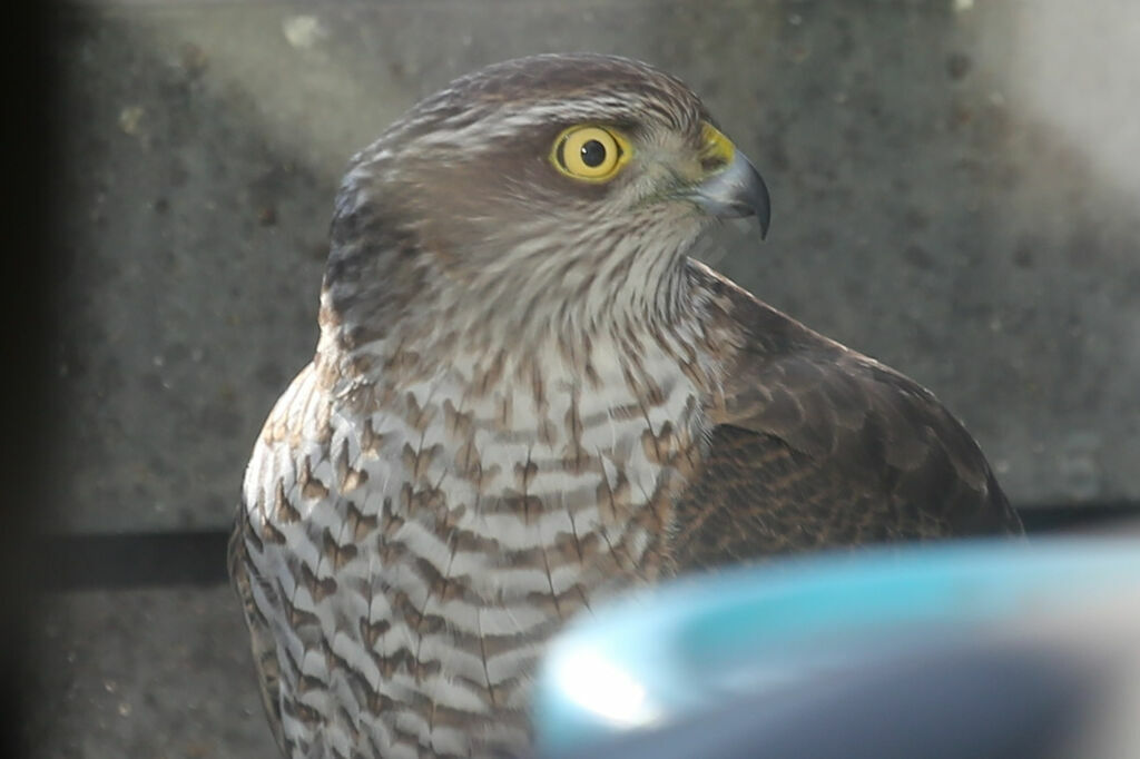 Eurasian Sparrowhawk