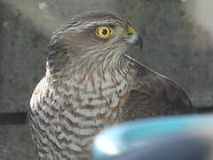 Eurasian Sparrowhawk