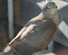 Eurasian Sparrowhawk