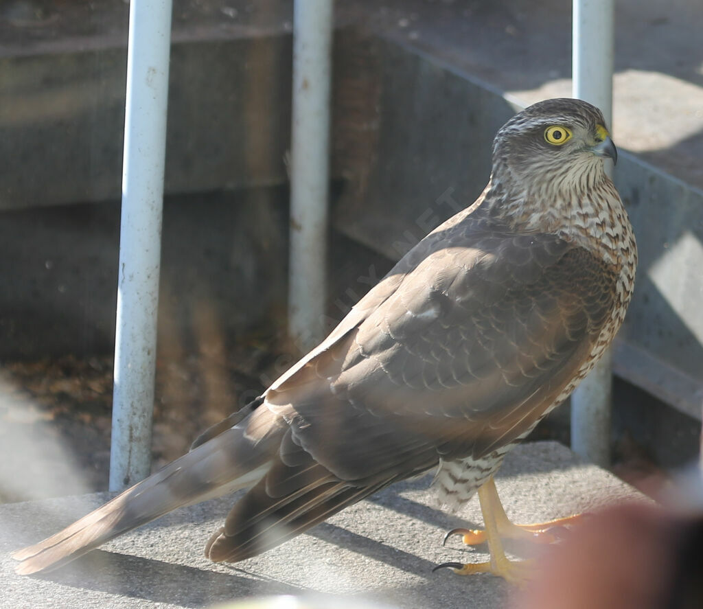 Eurasian Sparrowhawk