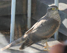 Eurasian Sparrowhawk