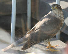 Eurasian Sparrowhawk