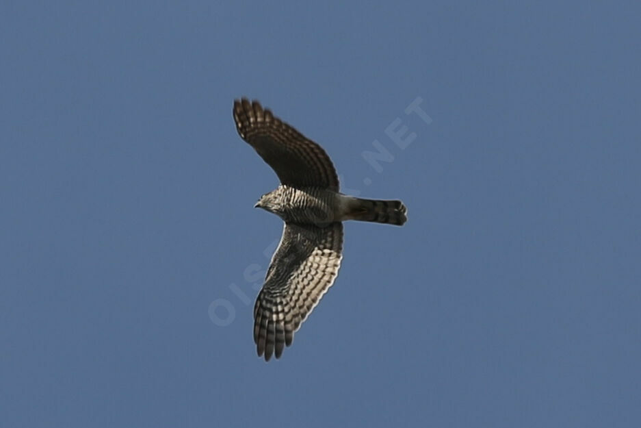 Eurasian Sparrowhawk