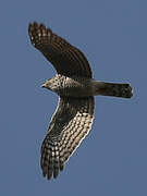 Eurasian Sparrowhawk