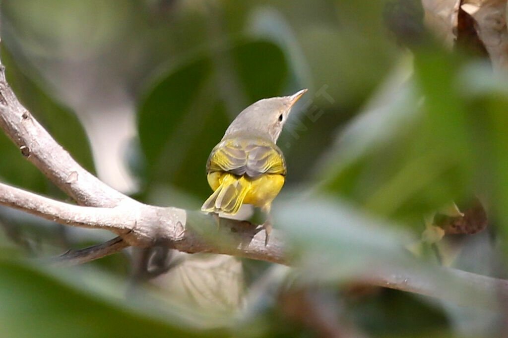 Senegal Eremomela