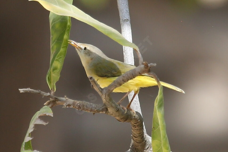 Érémomèle à dos vert