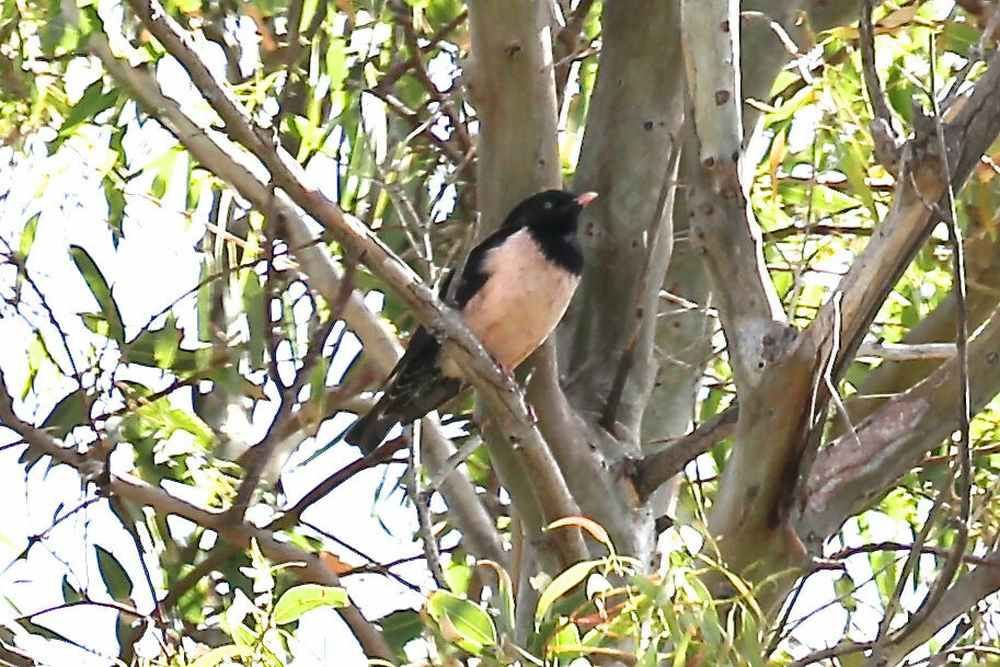 Rosy Starling