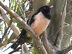 Rosy Starling