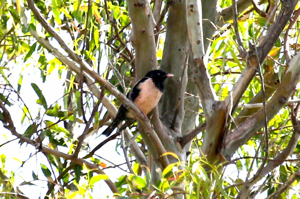 Rosy Starling