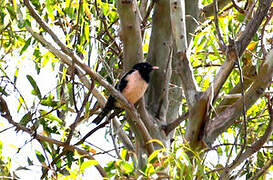 Rosy Starling