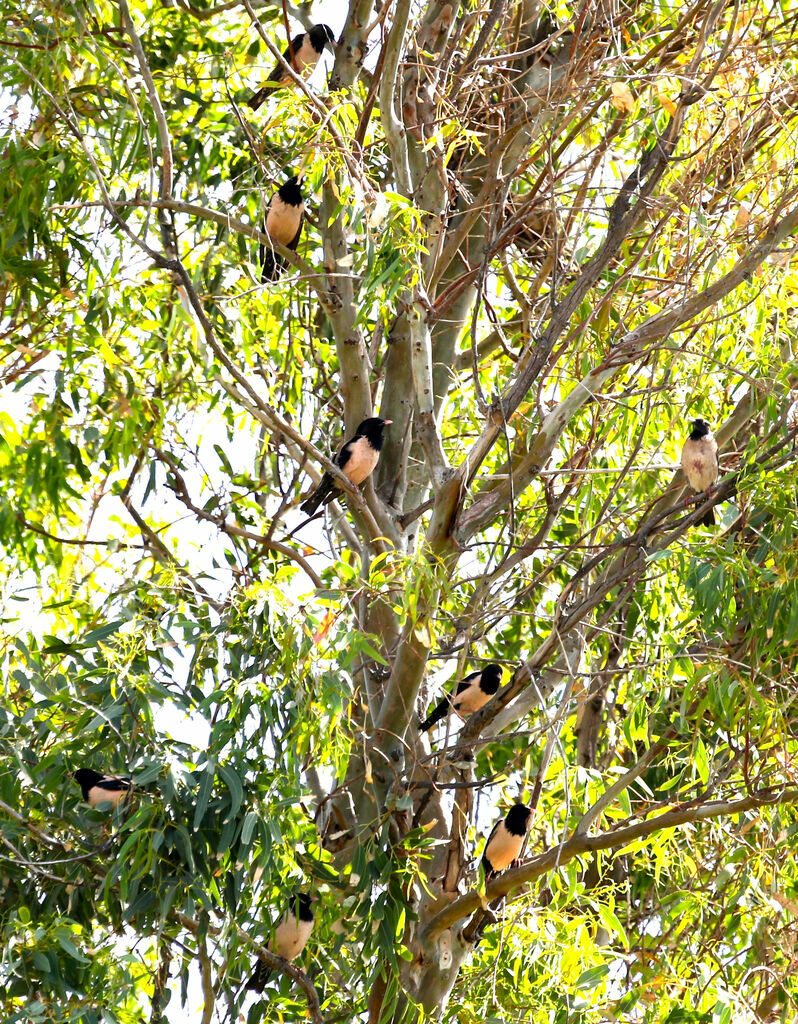 Rosy Starling