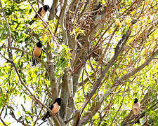 Rosy Starling