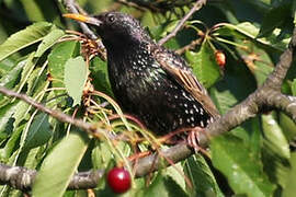 Common Starling