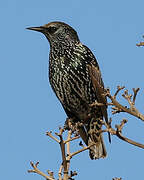 Common Starling