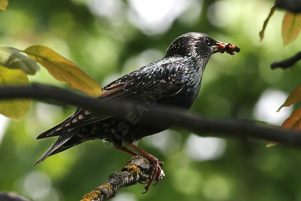 Common Starling