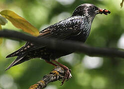 Common Starling