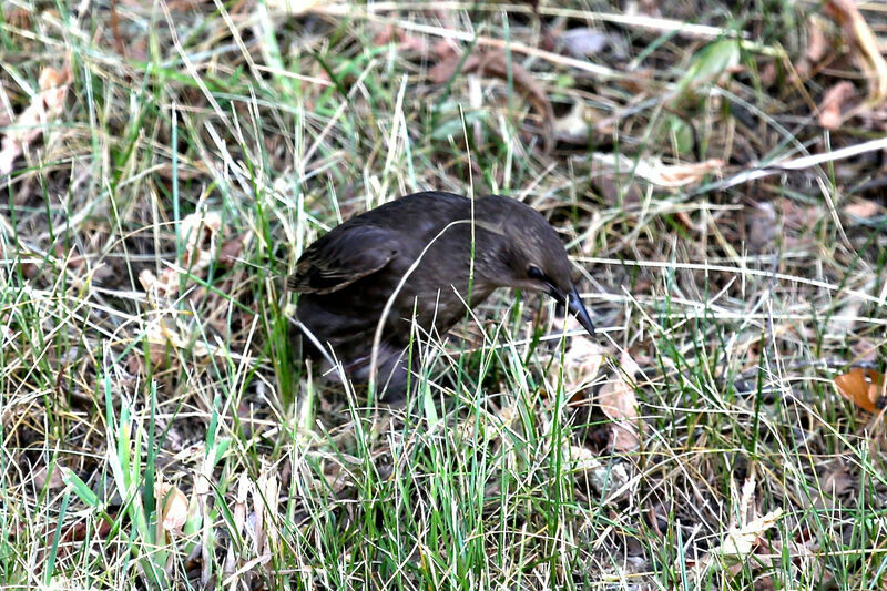 Common Starlingjuvenile