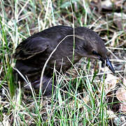 Common Starling