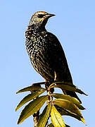 Common Starling