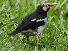 Siamese Pied Myna