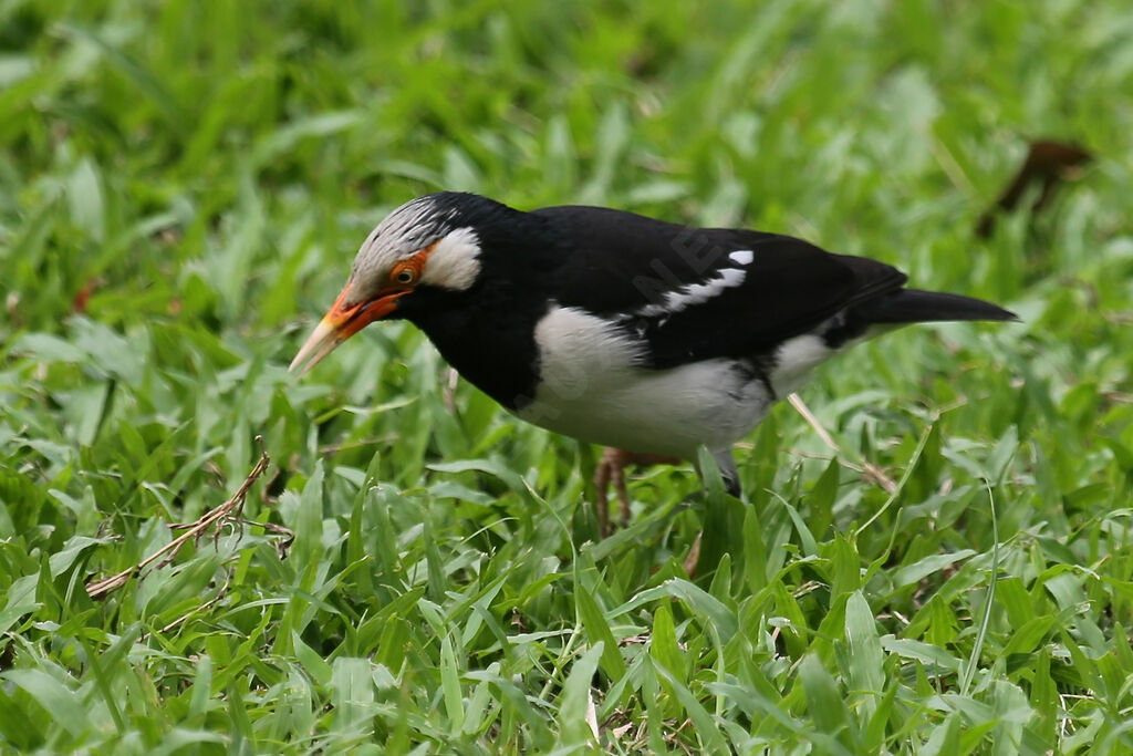 Siamese Pied Myna