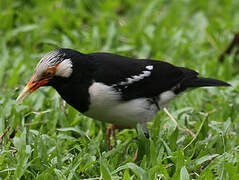 Siamese Pied Myna