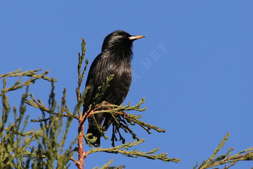 Spotless Starling