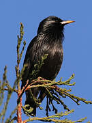 Spotless Starling