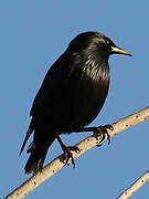 Spotless Starling