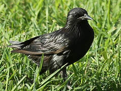 Spotless Starling