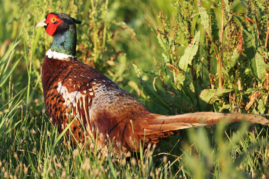 Common Pheasant