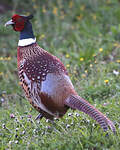 Faisan de Colchide