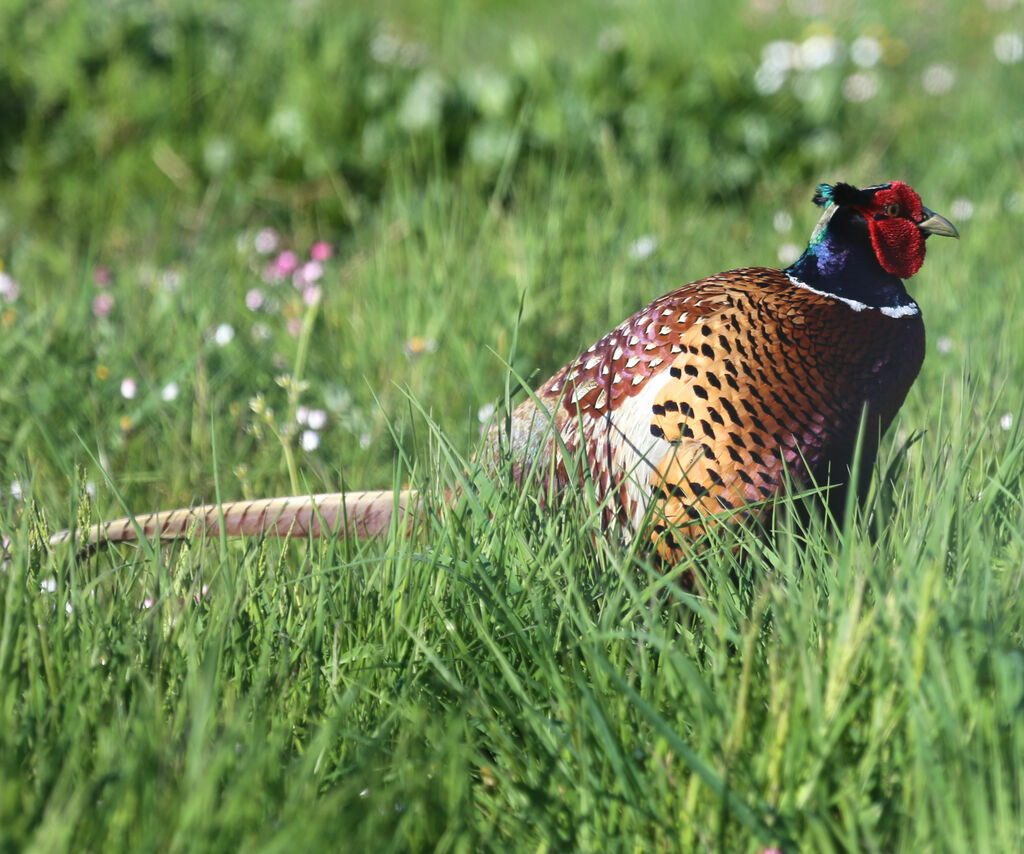 Common Pheasant