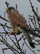 Common Kestrel