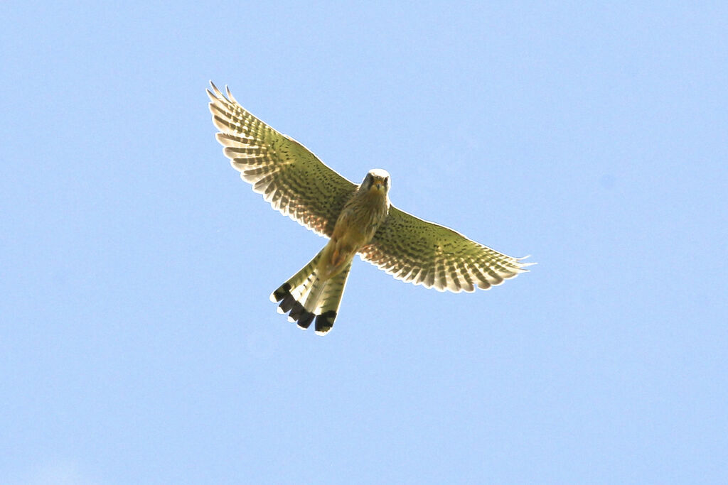 Common Kestrel