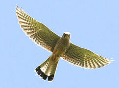 Common Kestrel