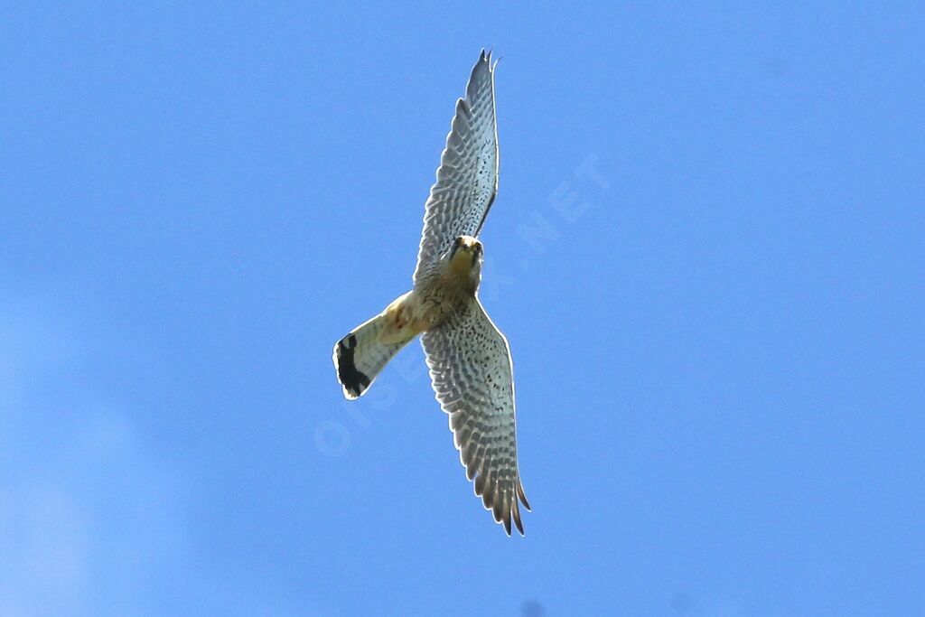 Common Kestrel