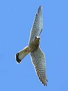 Common Kestrel