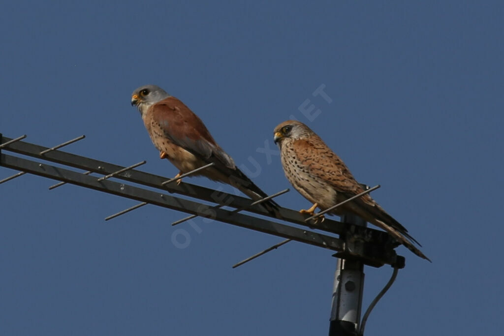 Lesser Kestrel 