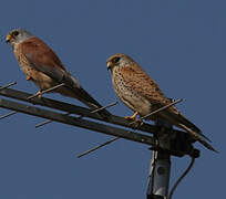 Lesser Kestrel